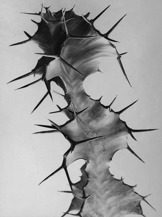 Branding graphic for Mesa Mezcal showing cactus.