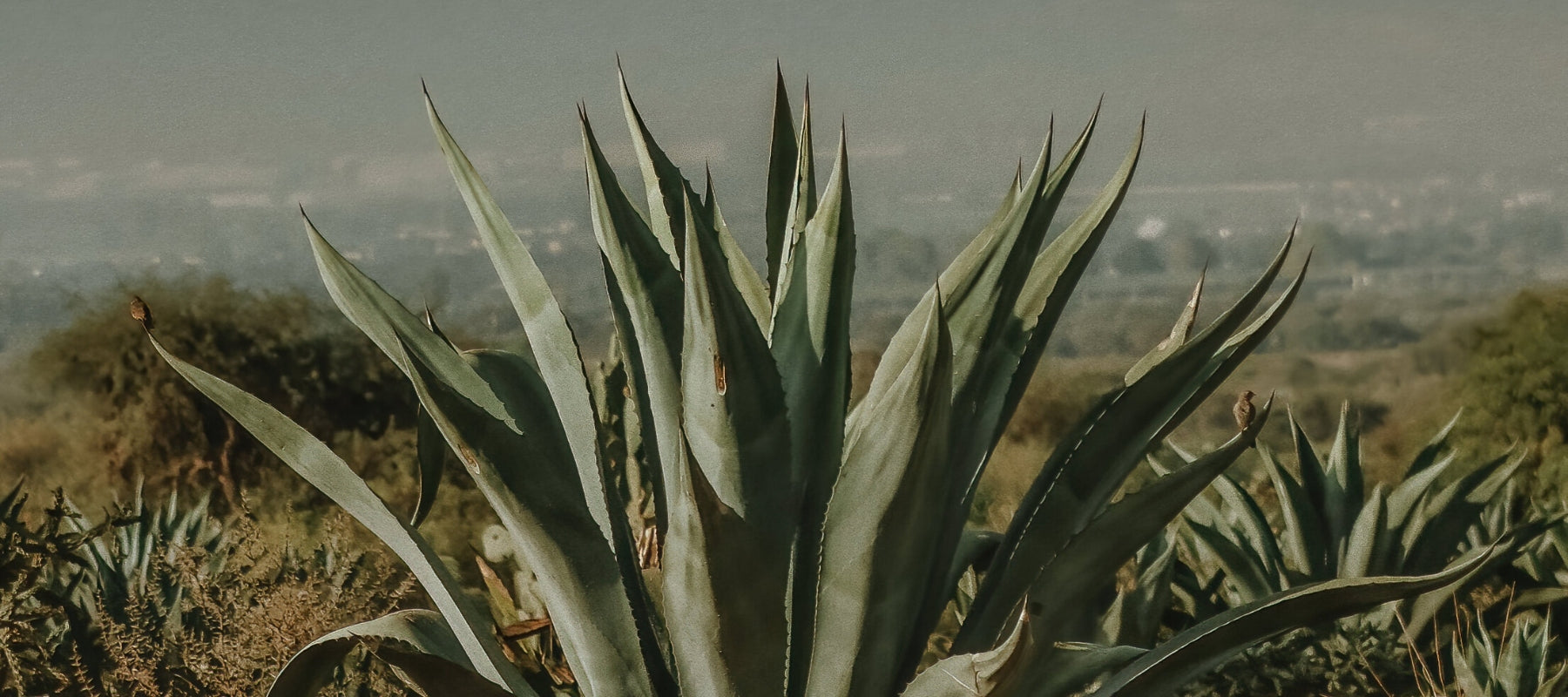 Agave graphic created for Mesa Mezcal branding.